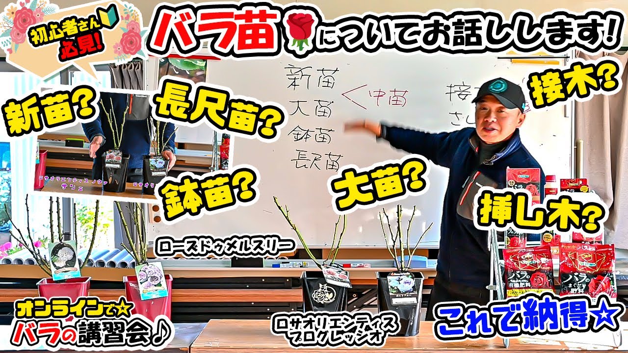 【バラ初心者さん必見!】どれを選んだらいいの??たくさんある【バラ苗の種類】についてお話しします!【PLANTS長島店長のローズレスキュー!】
