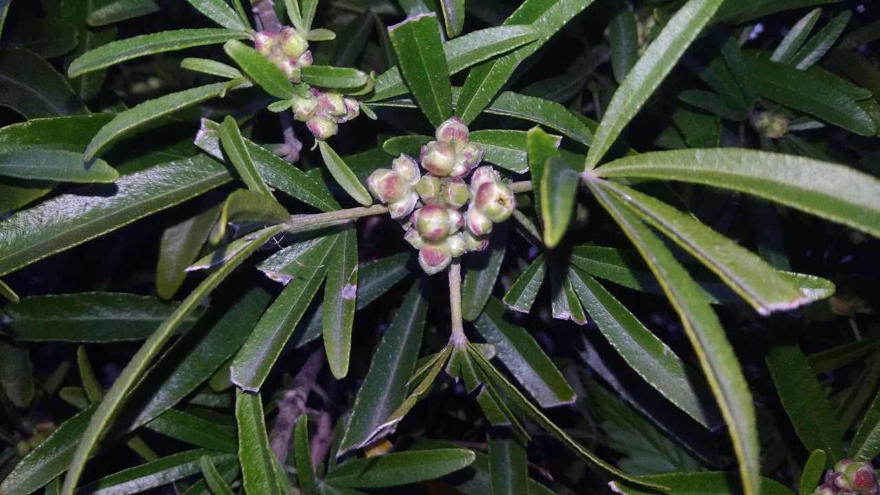 Les fleurs de l'oranger du Mexique se pr&eacute;parent