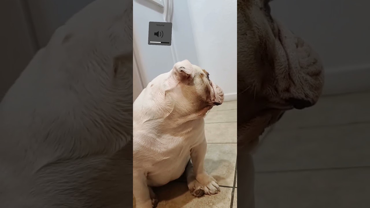 English Bulldog |  Volume Up RARE CLIP YOU WILL LAUGH