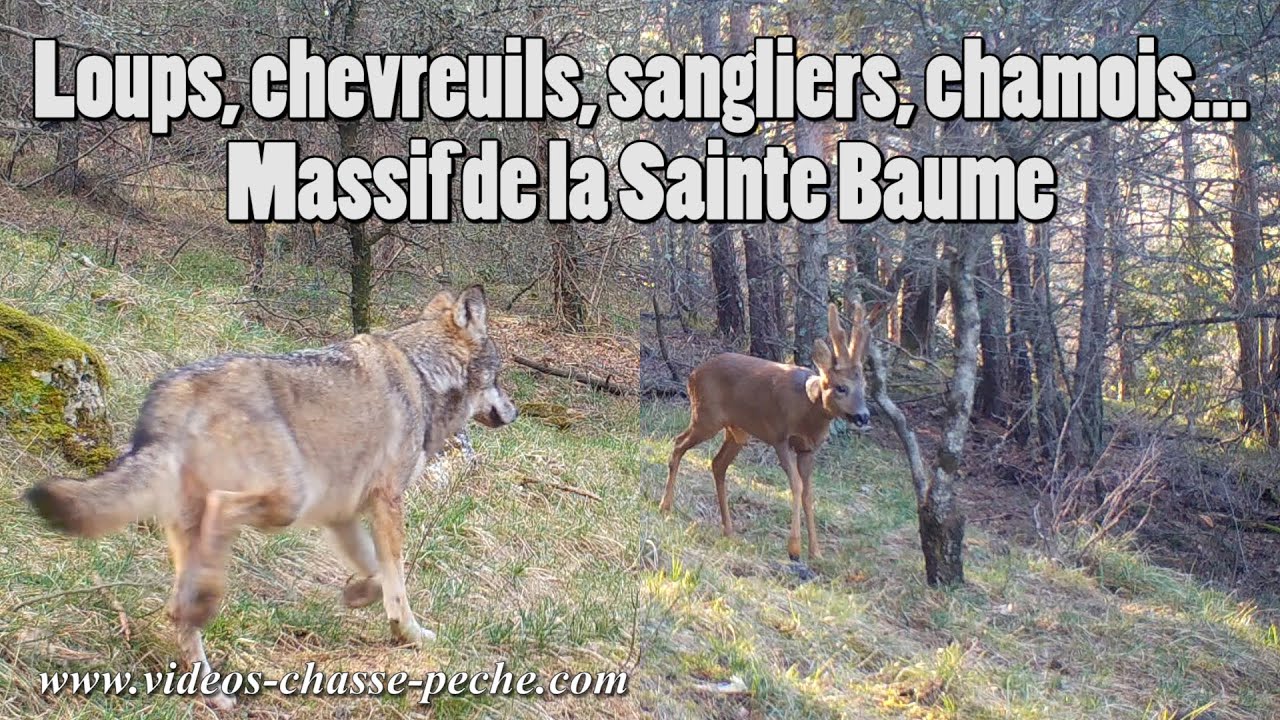 Loups, chevreuils, chamois, sangliers... Massif Sainte Baume