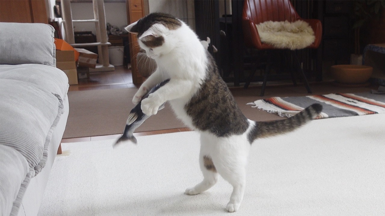 魚で激しく遊んでいたら仕返しされちゃったみり-Miri played vigorously with a fish toy and was got revenge.-