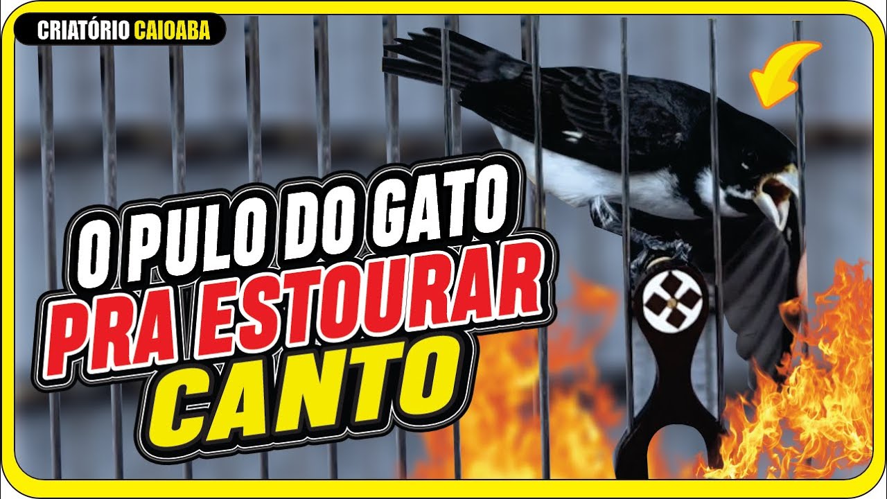 😱 Incrivel!! Seu Papa Capim vai estourar canto com essa mexida !!