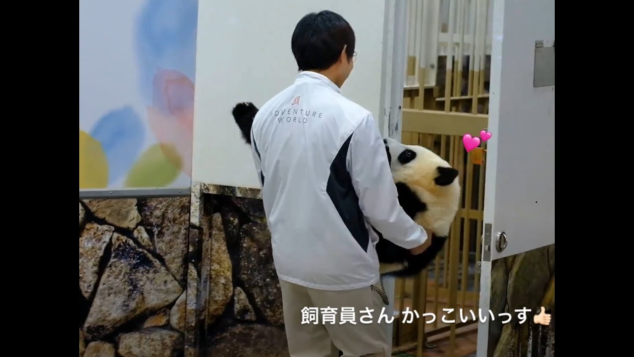 【眠れるこパンダ彩浜🌈飼育員さんのお姫様だっこで退場Last1min.】Panda keeper carried Saihin inside like a princess.