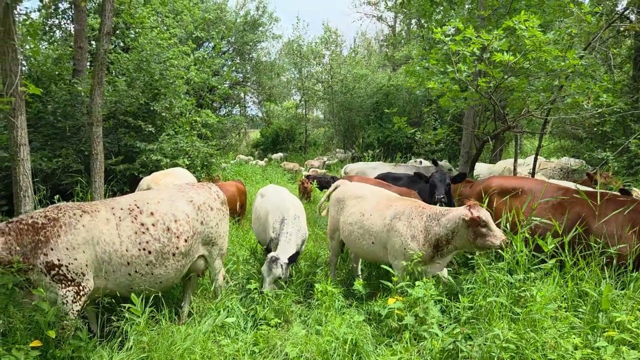 Diversity of forage.
