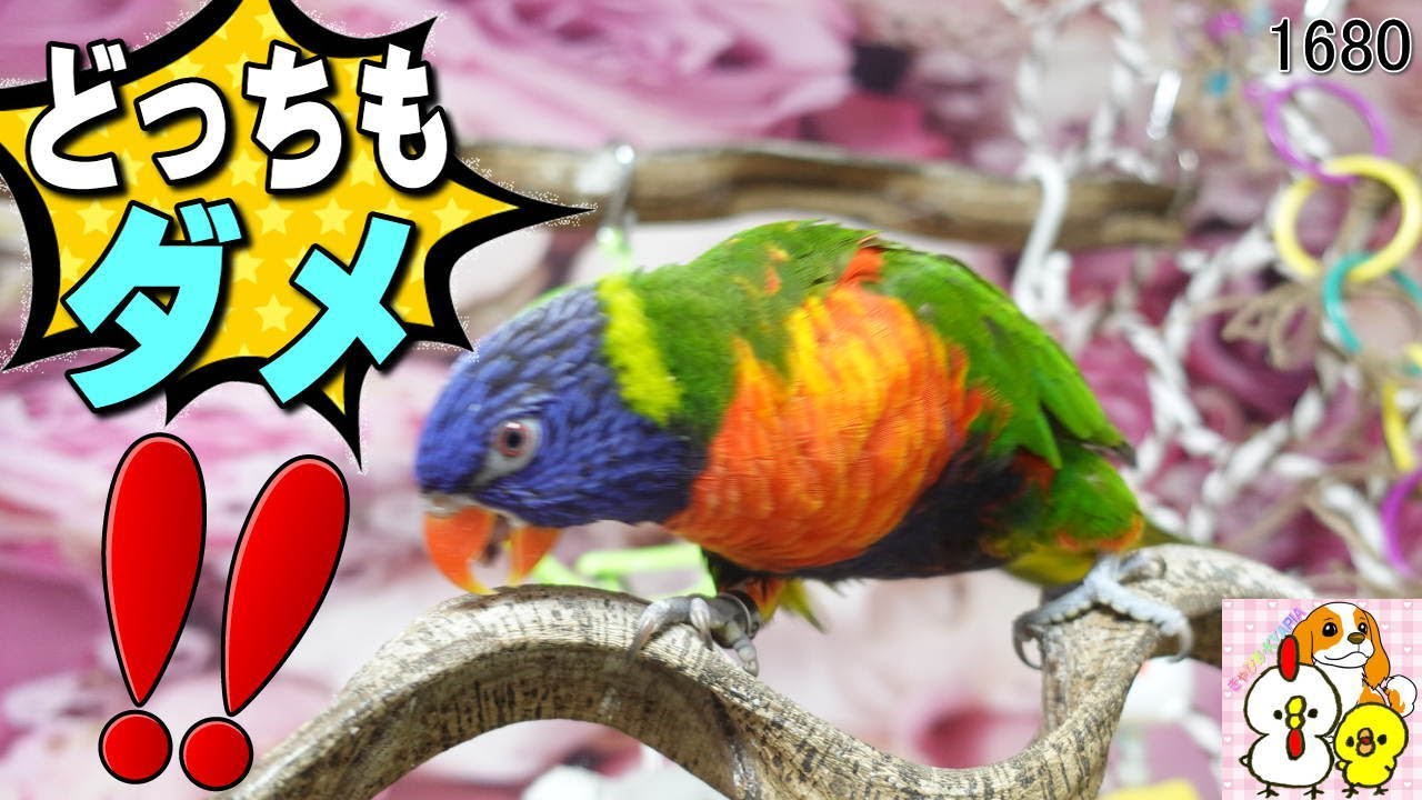ケンカの仲裁・飼い主の口癖をものまね ゴシキセイガイインコのお喋り　Lorikeets mediate fights #1680