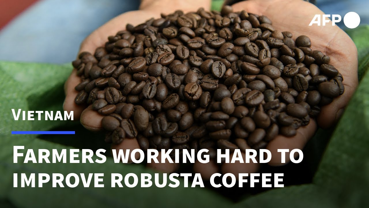 Vietnam's robusta: the go-to coffee bean in a warmer world? | AFP