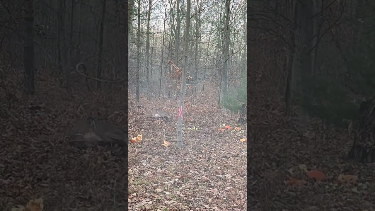 12 GAUGE SLUG VS DOE! #deerhunting #shotgun #venison #dropped #shorts #4k