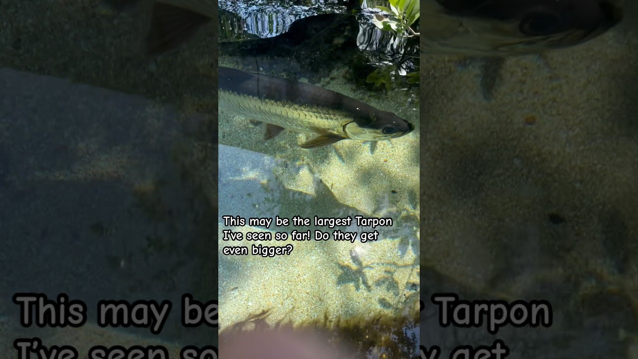 Giant Tarpon I&rsquo;ve seen! #fishing