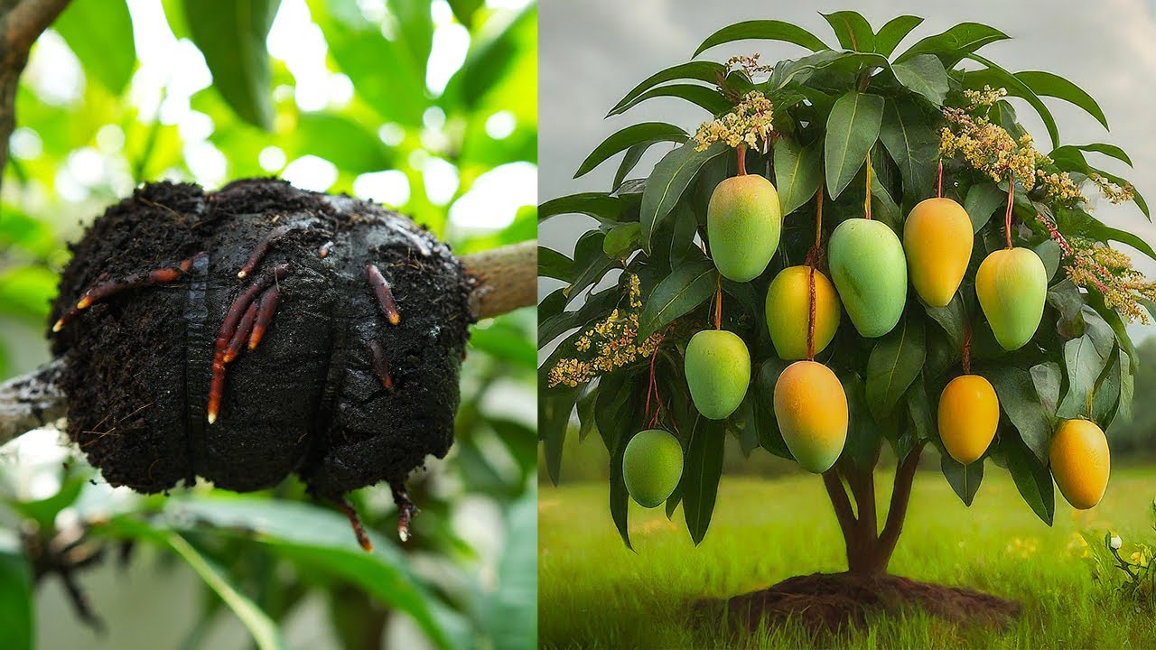 How to propagation mango tree by air layering -  With 100% success