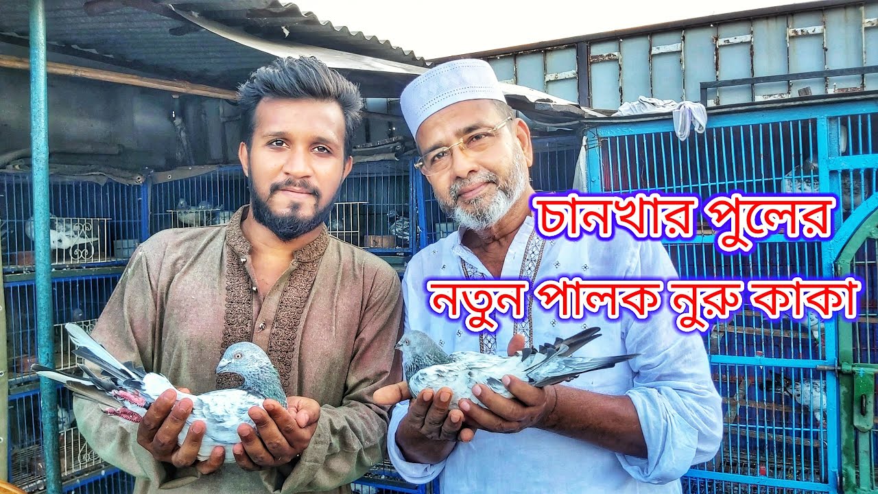 অসাধু ব্যবসাহিদের কাছে প্রতারিত হওয়া নুরু কাকা🙂শেয়ার করে সবাই কে দেখার সুযোগ করে দিন🥰 | Miraj Pigeon