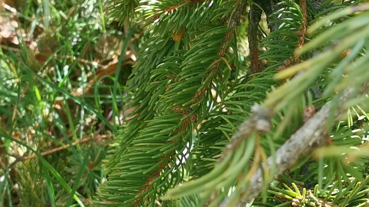 Pararge aegeria - osadnik egeria (motyl) - WYSZEDŁ Z DOMU TV