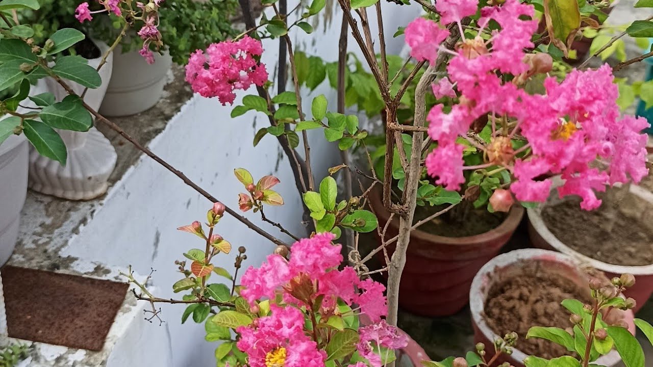 सुन्दर फ्लावरिंग करने वाला पौधा सावनी या प्राइड आफ इन्डिया।जनवरी की जरुरीकेयर टिप्स।सम्पूर्ण जानकारी