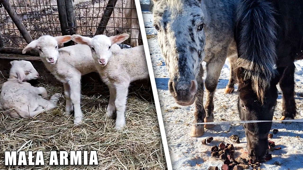 Mała armia 🐐😍