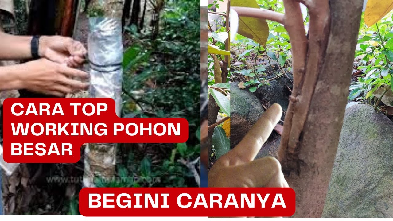 Tutorial Top Working Pohon Durian Besar untuk Pemula: Langkah demi Langkah : Di jamin berhasil ‼️