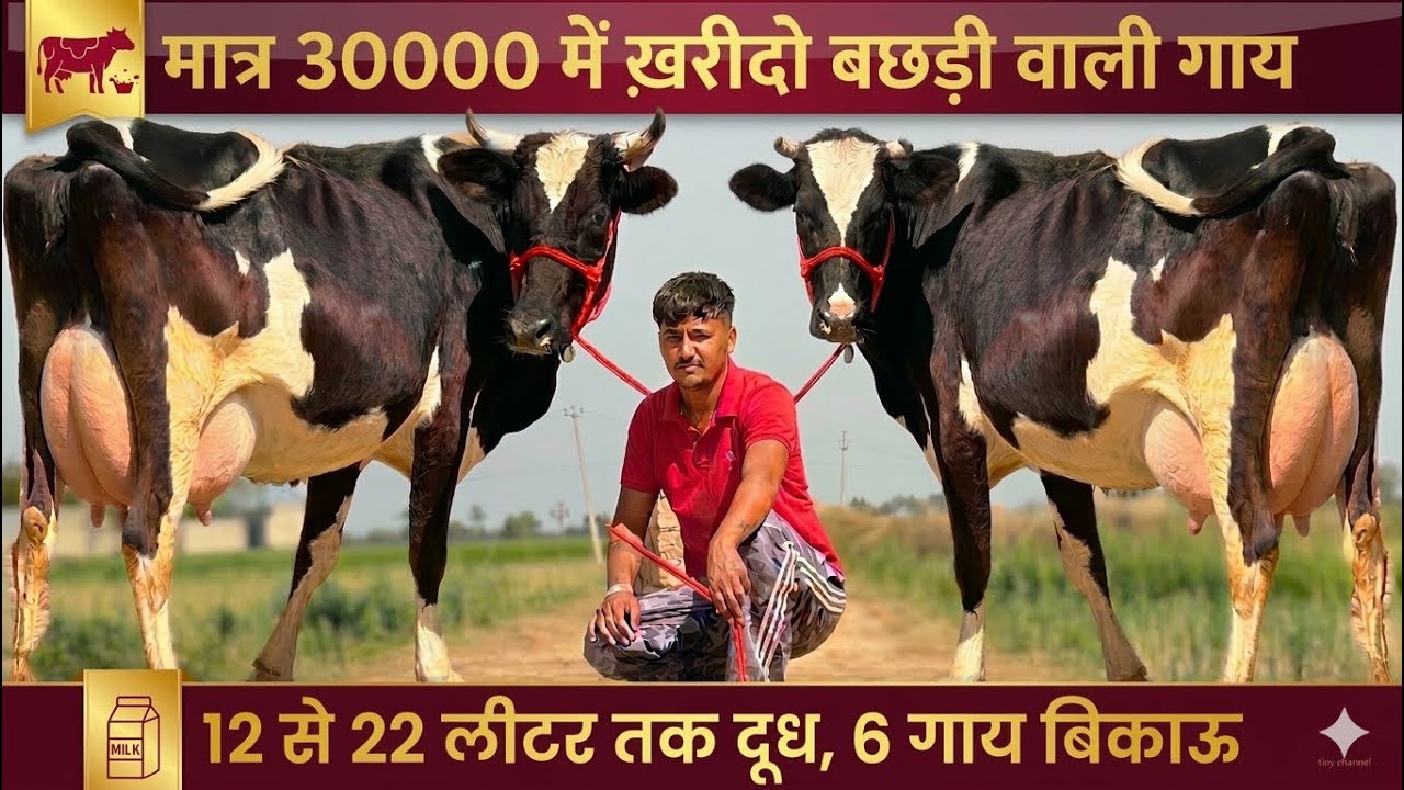 30000 से दाम शुरू,22 लीटर तक दूध कांटे तोलने वाला👍6 गाय बिकाऊ👌Top Cross Breed Cows For Sale 