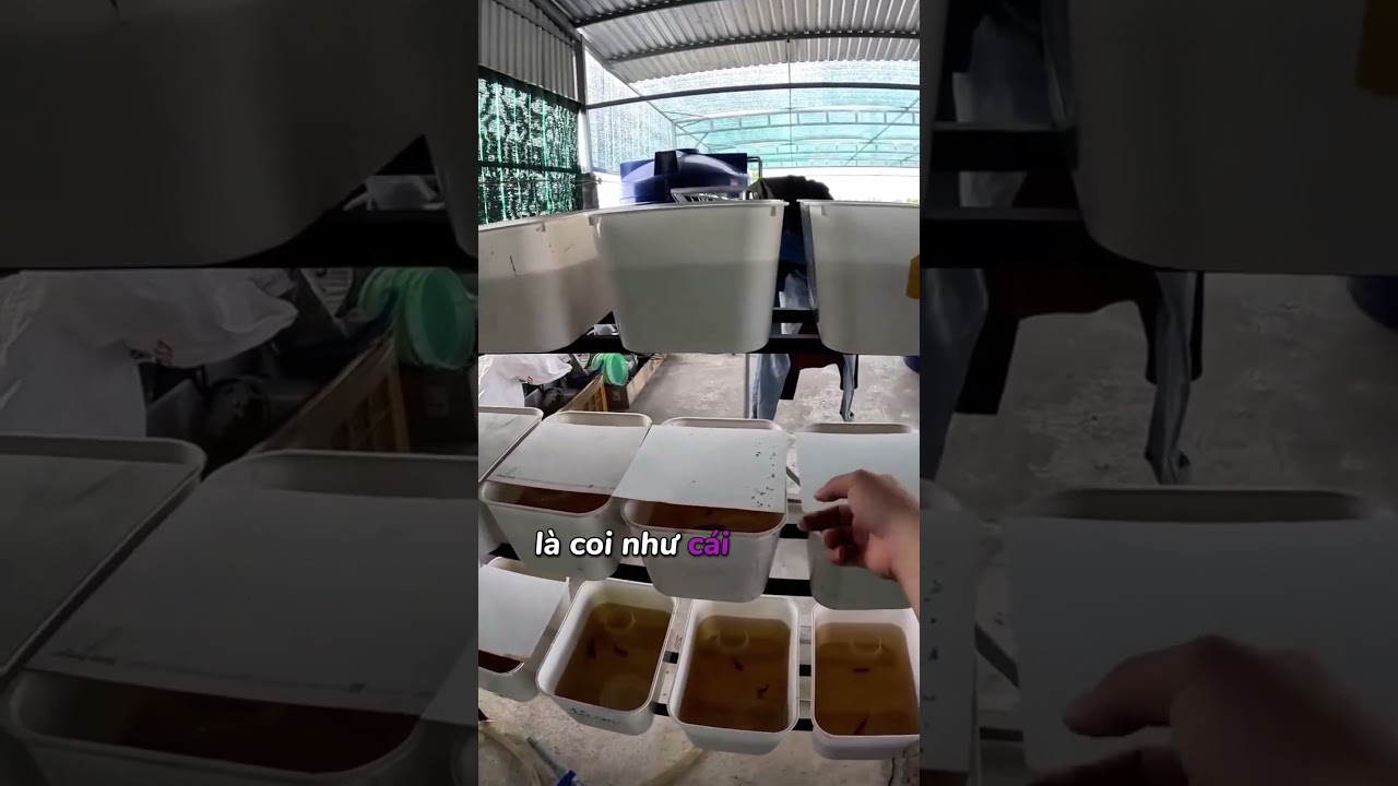 Hướng Dẫn Chuẩn Bị Đồ Nghề Và Vật Dụng  Thì Clip Sau Nhe AE