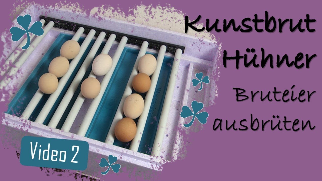 Hühner 2 🥚 Eier ausbrüten 🎁 Bruteier, Bruja Brutautomat Flächenbrüter, Schieren, Wasserrinnen füllen