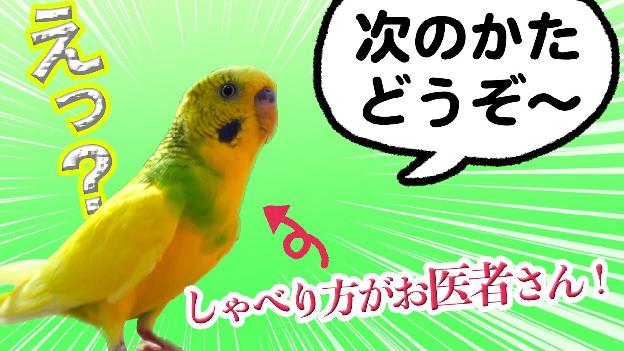 インコのおしゃべりがまるでオッサンw【腹筋崩壊】vlog243