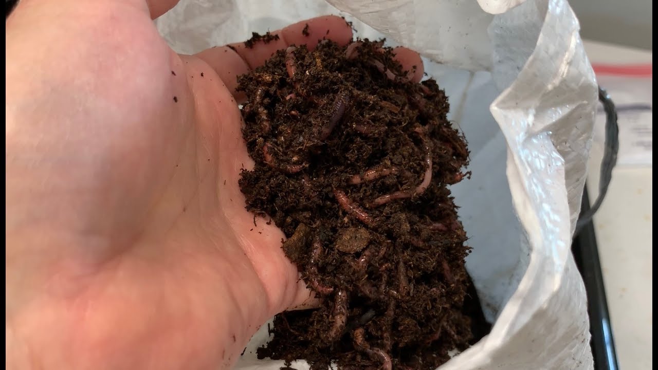 RAISING RED WIGGLERS – Starting My Red Wiggler Farm