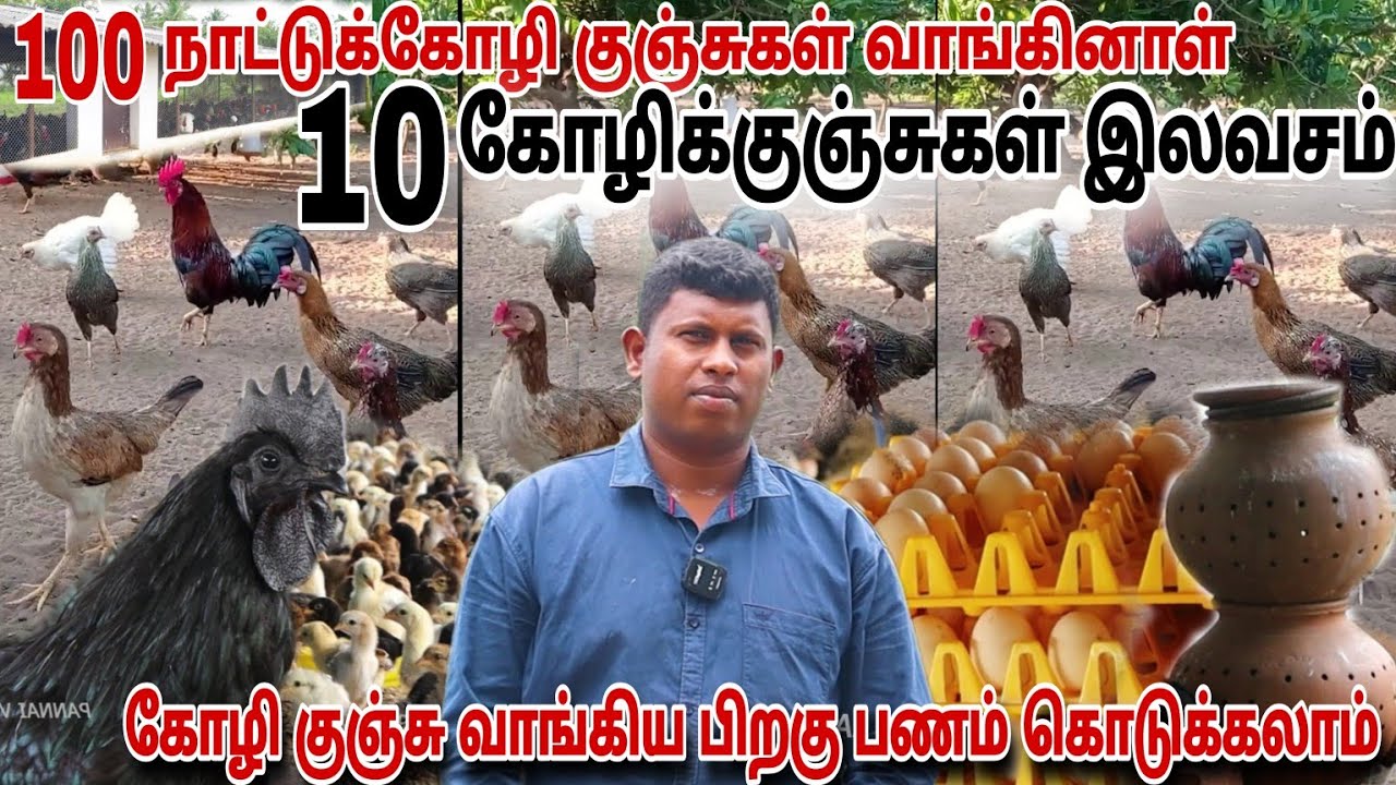 🔥 கோழிக்குஞ்சு வாங்கியபின் பணம் கொடுக்கலாம் // 100 வாங்கினால் 10 கோழி குஞ்சு இலவசம் #pannaiveedu