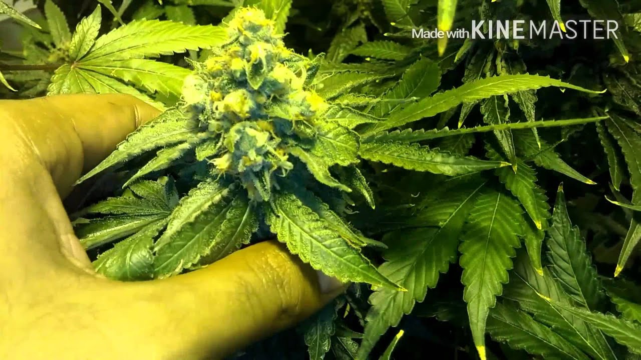 G13 SOG - Day 44