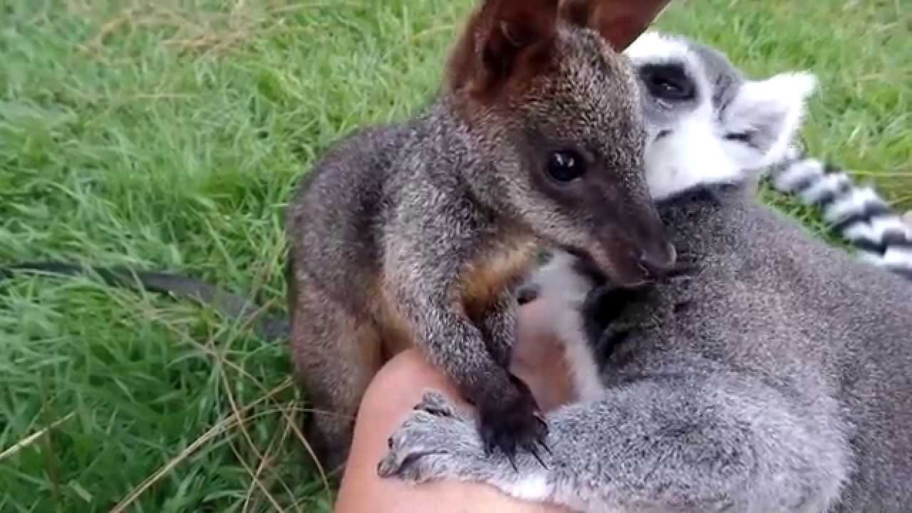 Lemur loves on  baby Wallaby
