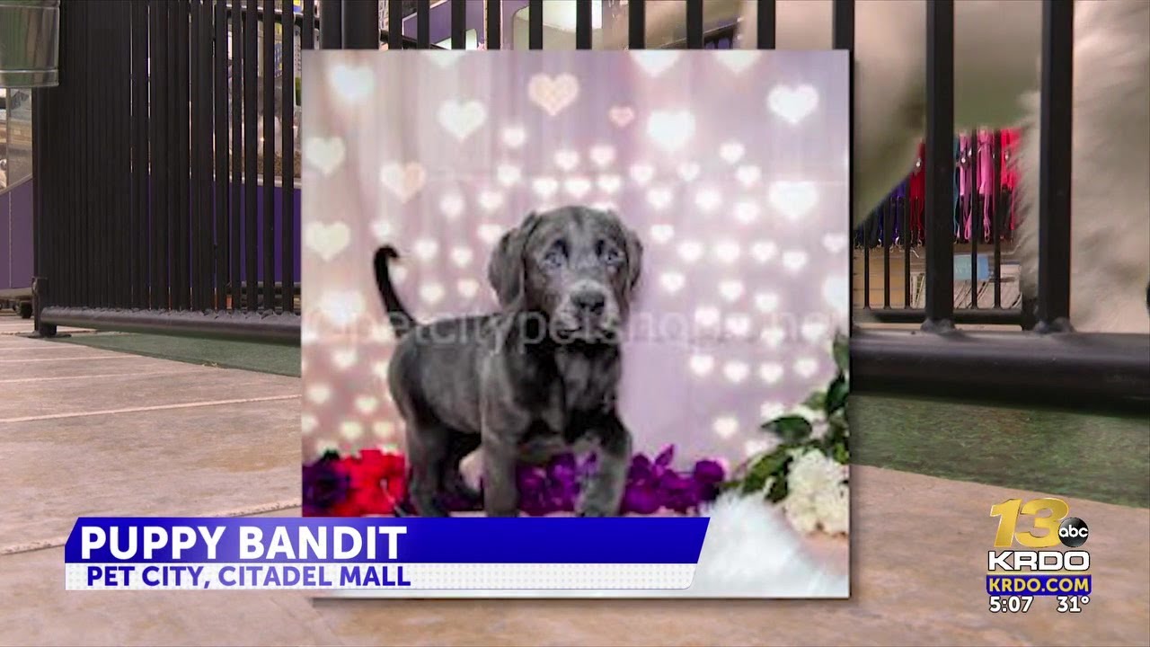 9-week-old puppy stolen from the Citadel Mall, theft and suspect caught on camera