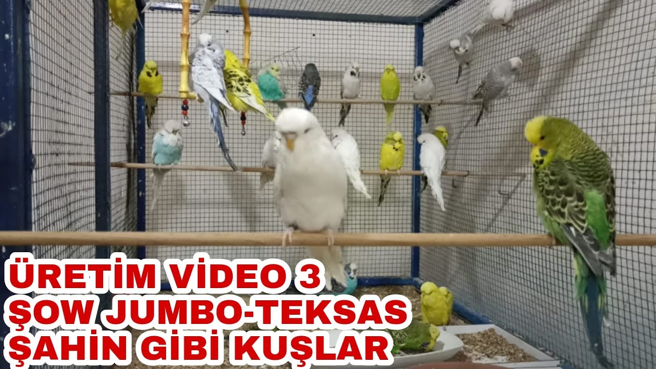 Şow Jumbo-Teksas Muhabbet Kuşu | Şow Teksas Kümes | Muhabbet Kuşu Üretimhane Pazar | Çiftleşme Anı