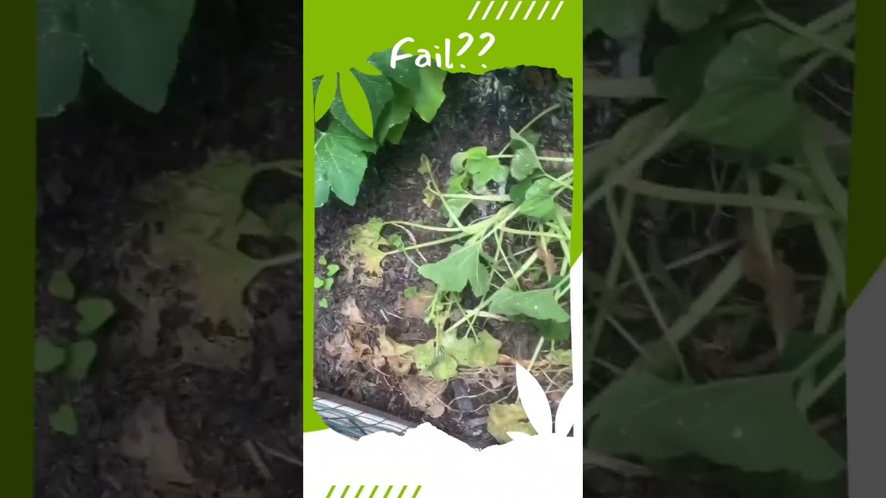 Fail??? #shorts #gardening