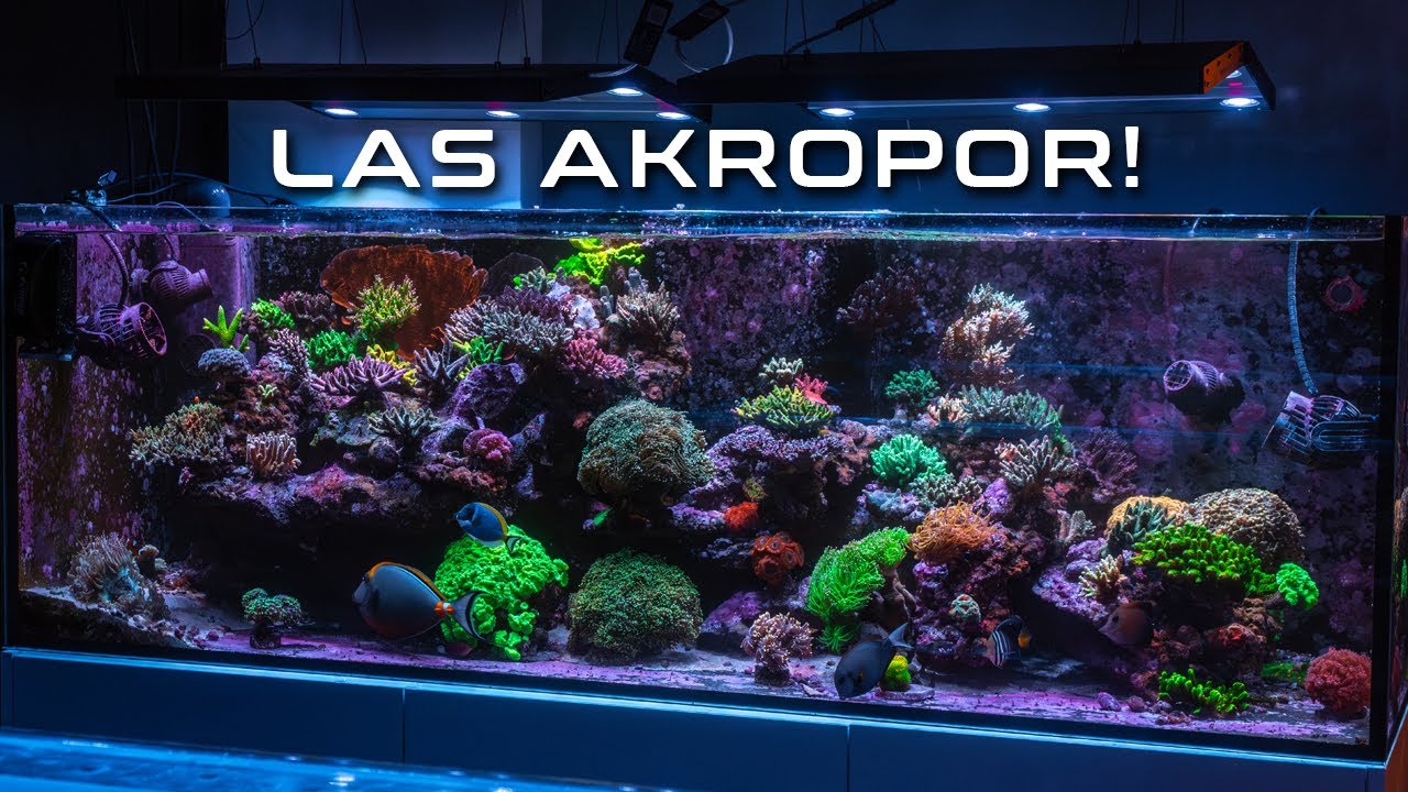 CORAL HOUSE POKAZUJE JAK POWINNY WYGLĄDAĆ AKROPORY W AKWARIUM MORSKIM!