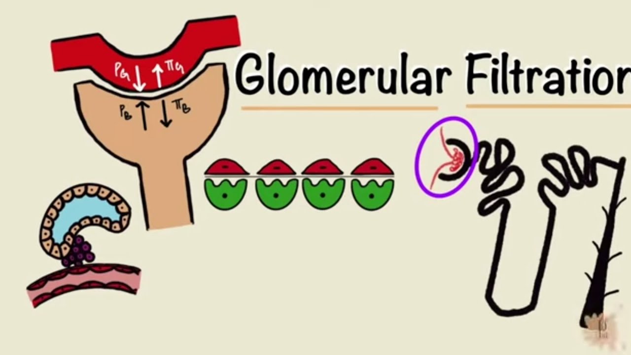 Filtration glomérulaire
