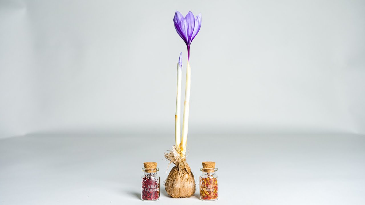 How to Pick and Peel Saffron flowers