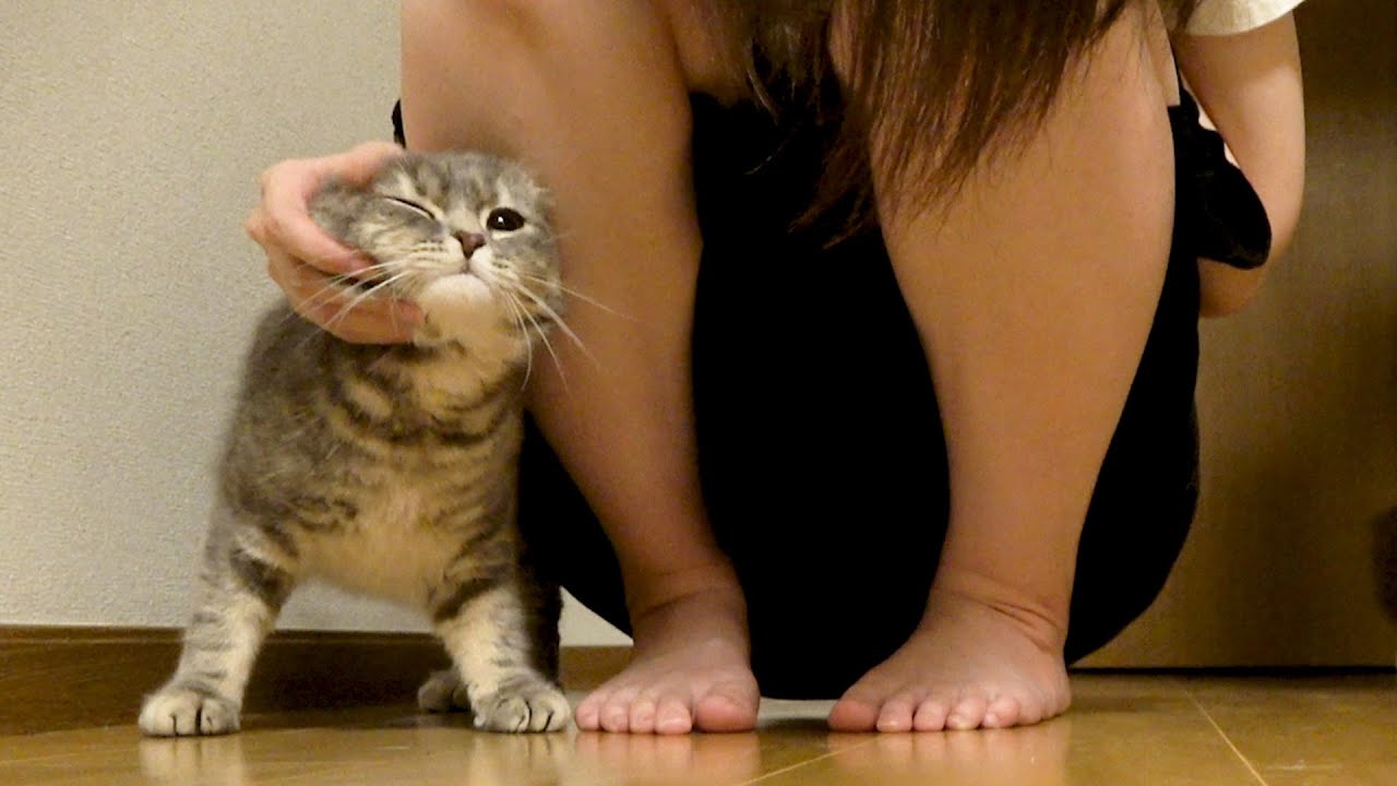 【癒やし】飼い主と２週間ぶりの再会で、甘えんぼを爆発させちゃう猫がかわいすぎた my cat was excited meeting her owner from 2 weeks