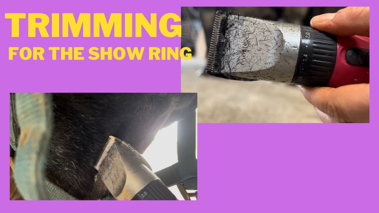 Trimming for the show ring