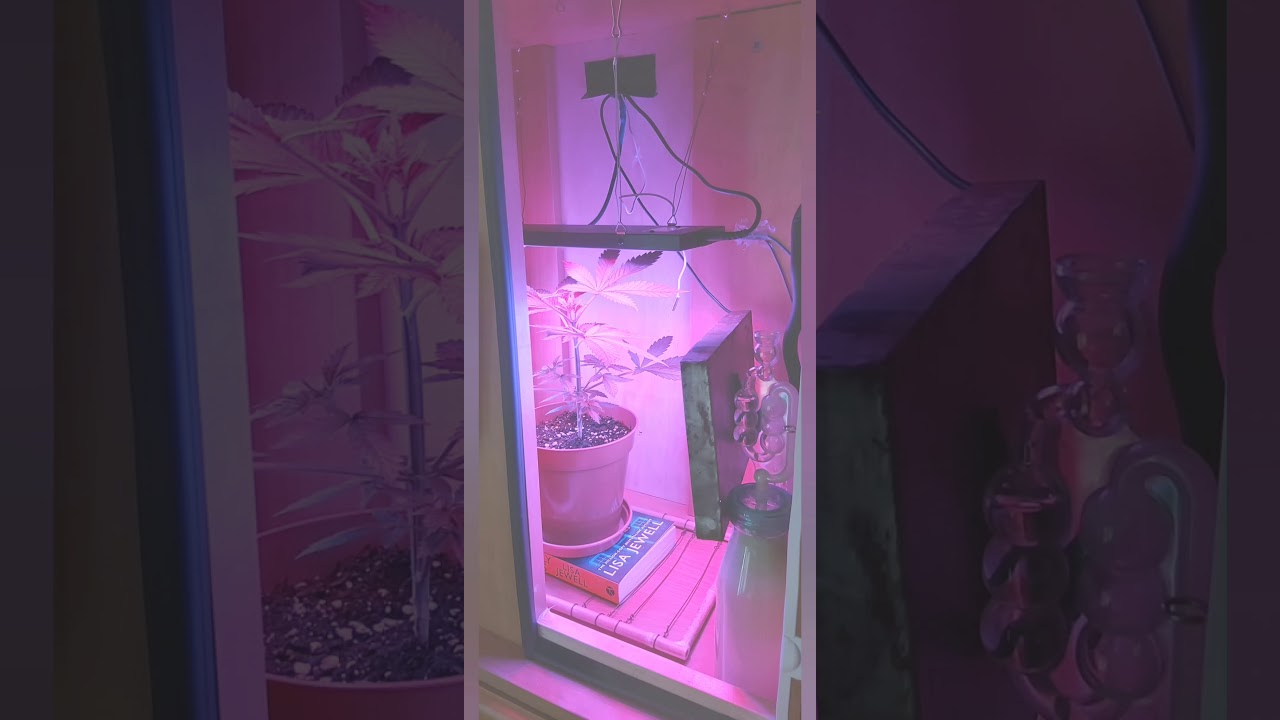 Purple Paralysis grow from Cream Of The Crop Seeds