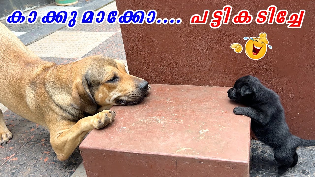 ഓട്ടം ചാട്ടം ഒളിച്ചുകളി 😀 : Evening funny play time with puppies : Life of Kathu