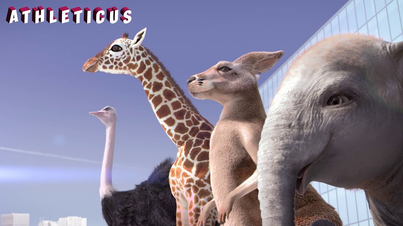 Not afraid of heights | Athléticus | Sport animals | Cartoon in English