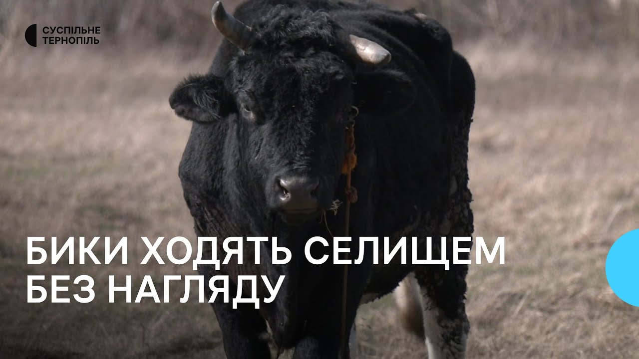 У Підволочиську худоба ходить селищем