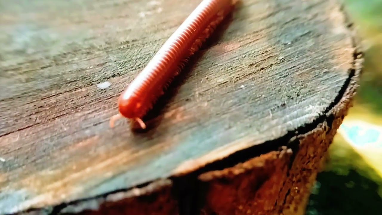 Rise and Shine: A Day in the Life of a Red Millipede,