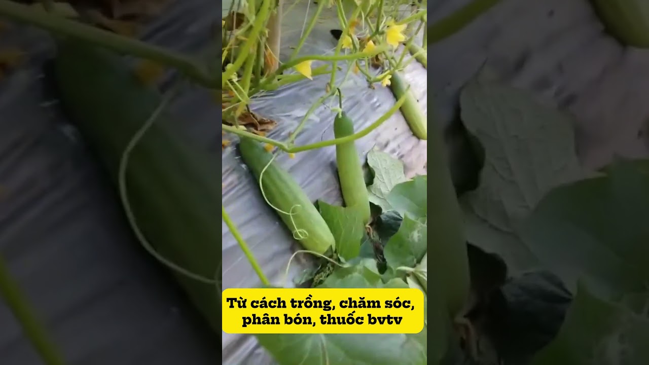 Trồng ntn để dưa leo sai quả 