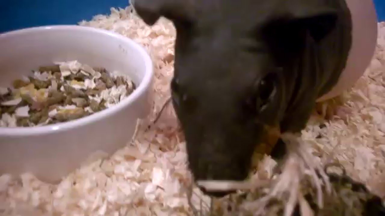 Jak zrobić hamak dla świnki morskiej