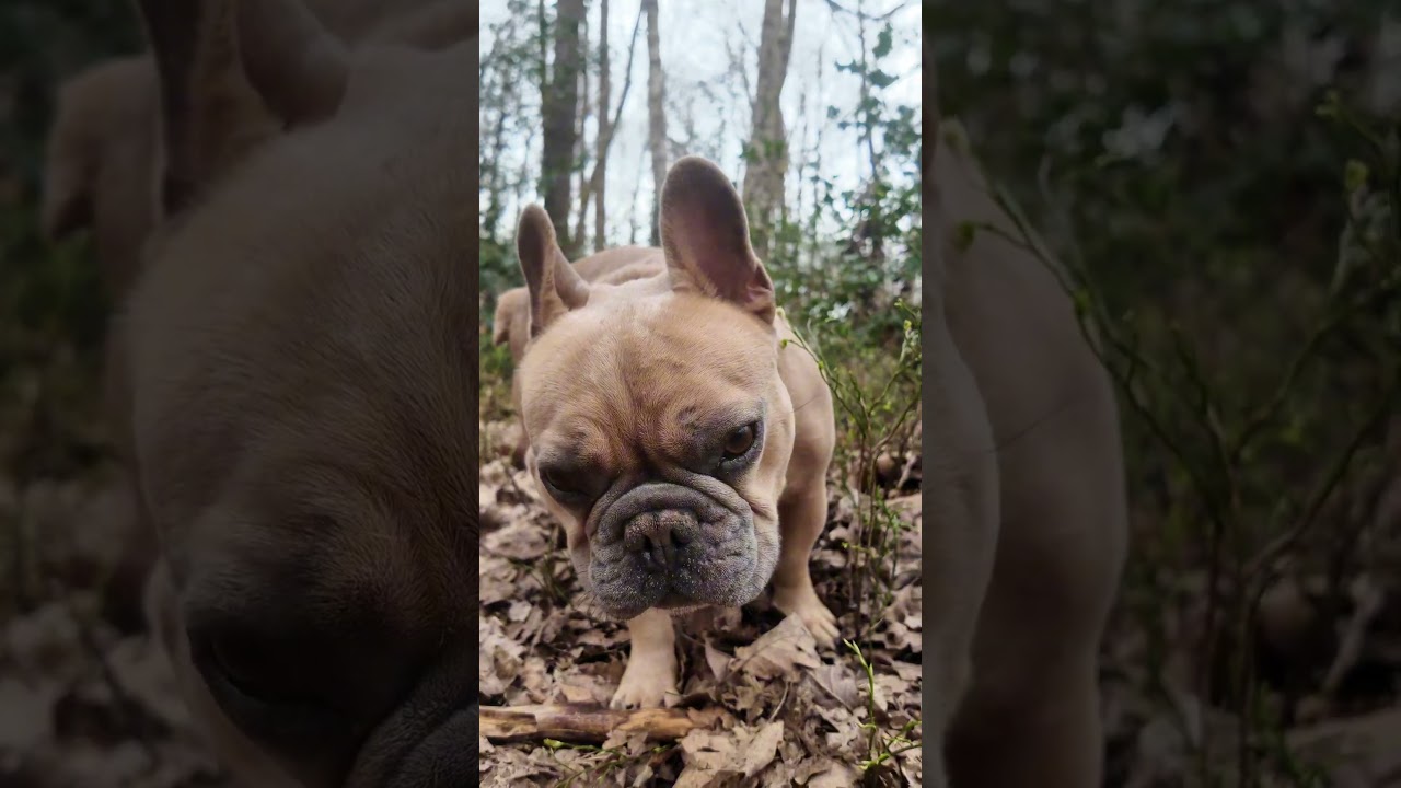 Утренний видеоблог с ТиДжеем, французским бульдогом 🐾 #собака #собачийвлог #папасобаки