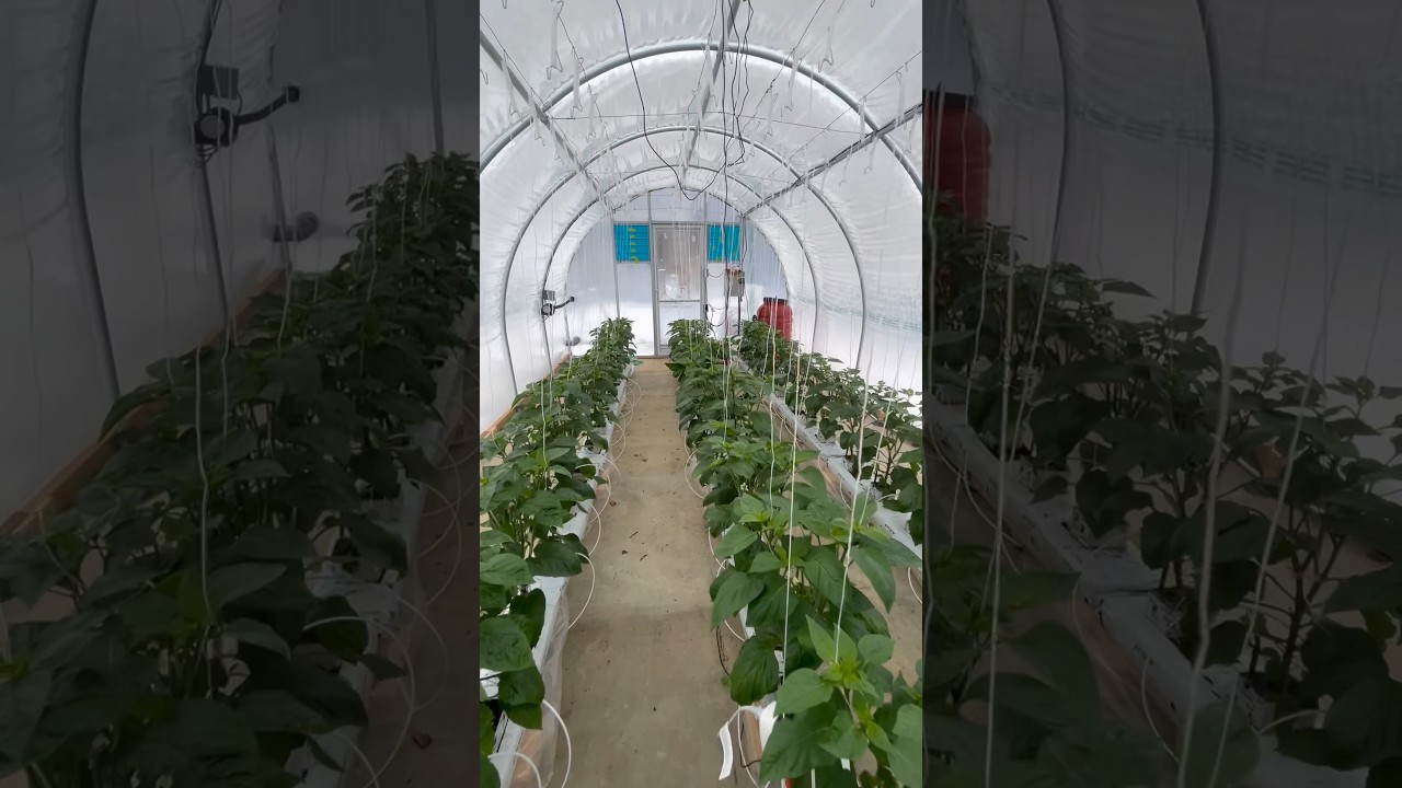 Bell Peppers are finally growing! Hydroponic Greenhouse Update #farming #growpeppers #smallbusiness