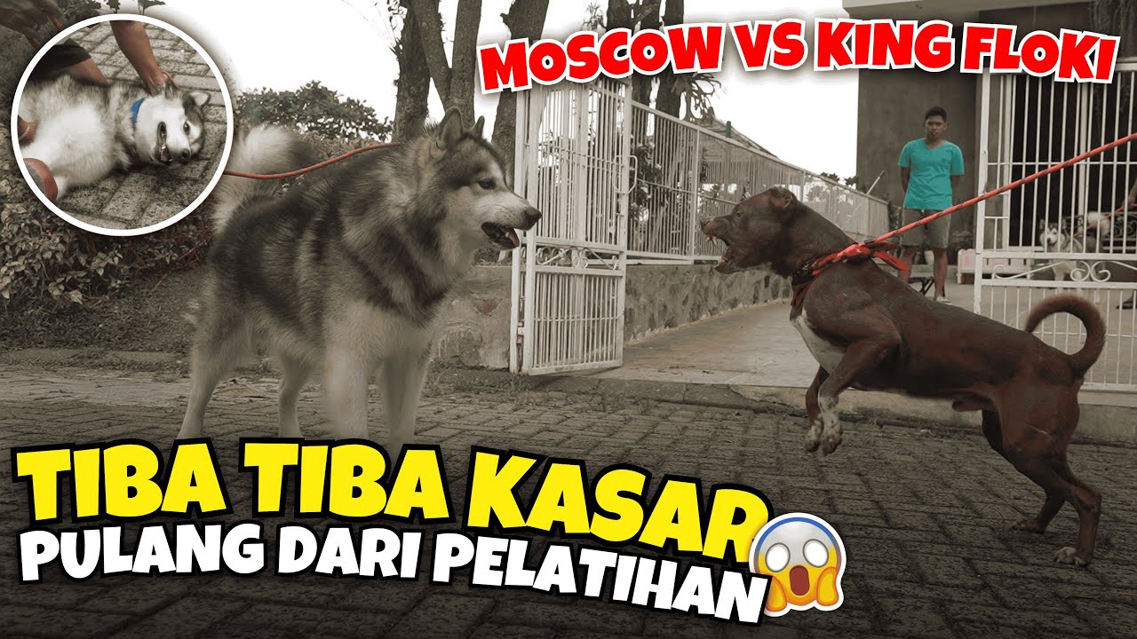 ANJING INI JADI AGRESIF SETELAH PULANG PELATIHAN ‼️ BERASA PALING JAGOAN DI RUMAH