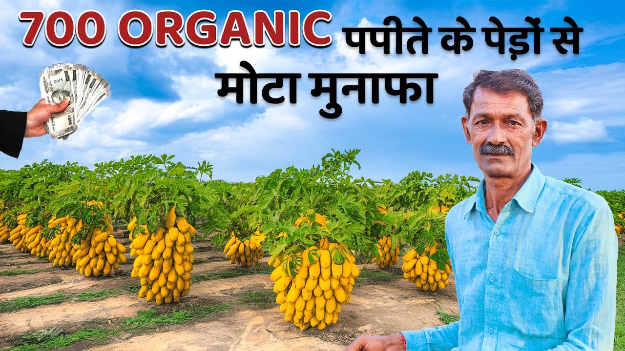 कम जमीन,ज्यादा कमाई🤑किसान के लिए सबसे लाभदायक बिजनेस✅ papaya farming 🤑 organic papaya Explorersathi