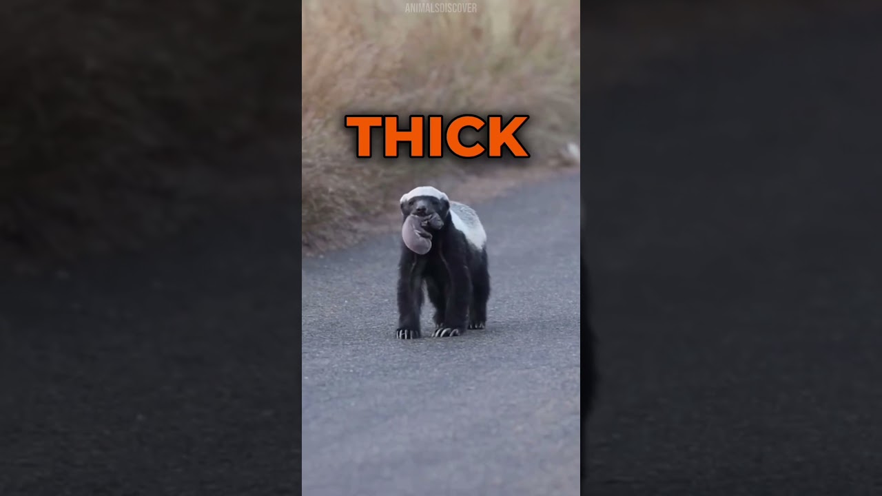Honey Badger are fearless
