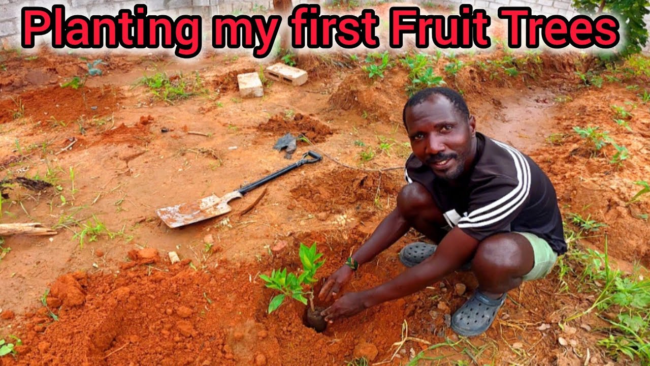 Planting my first fruit trees at my cottage in the village 