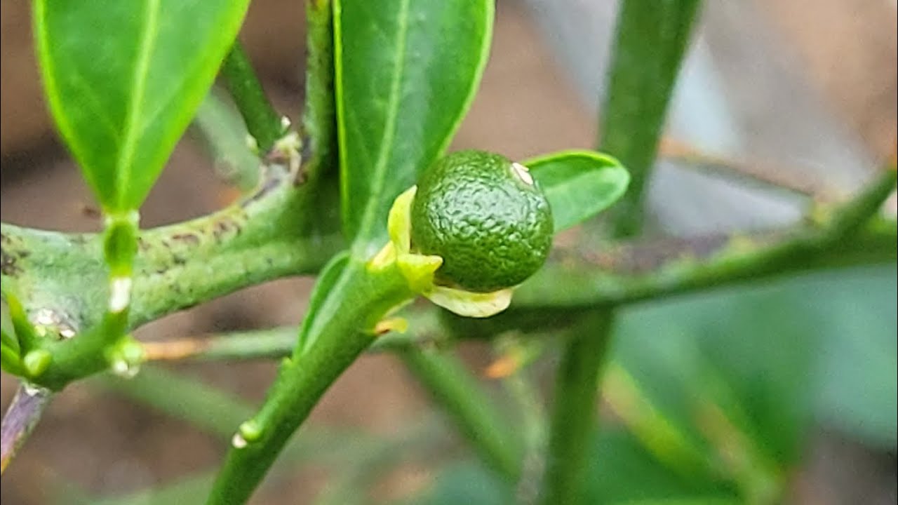 Cold hardy citrus chimera blossoms in New Jersey!