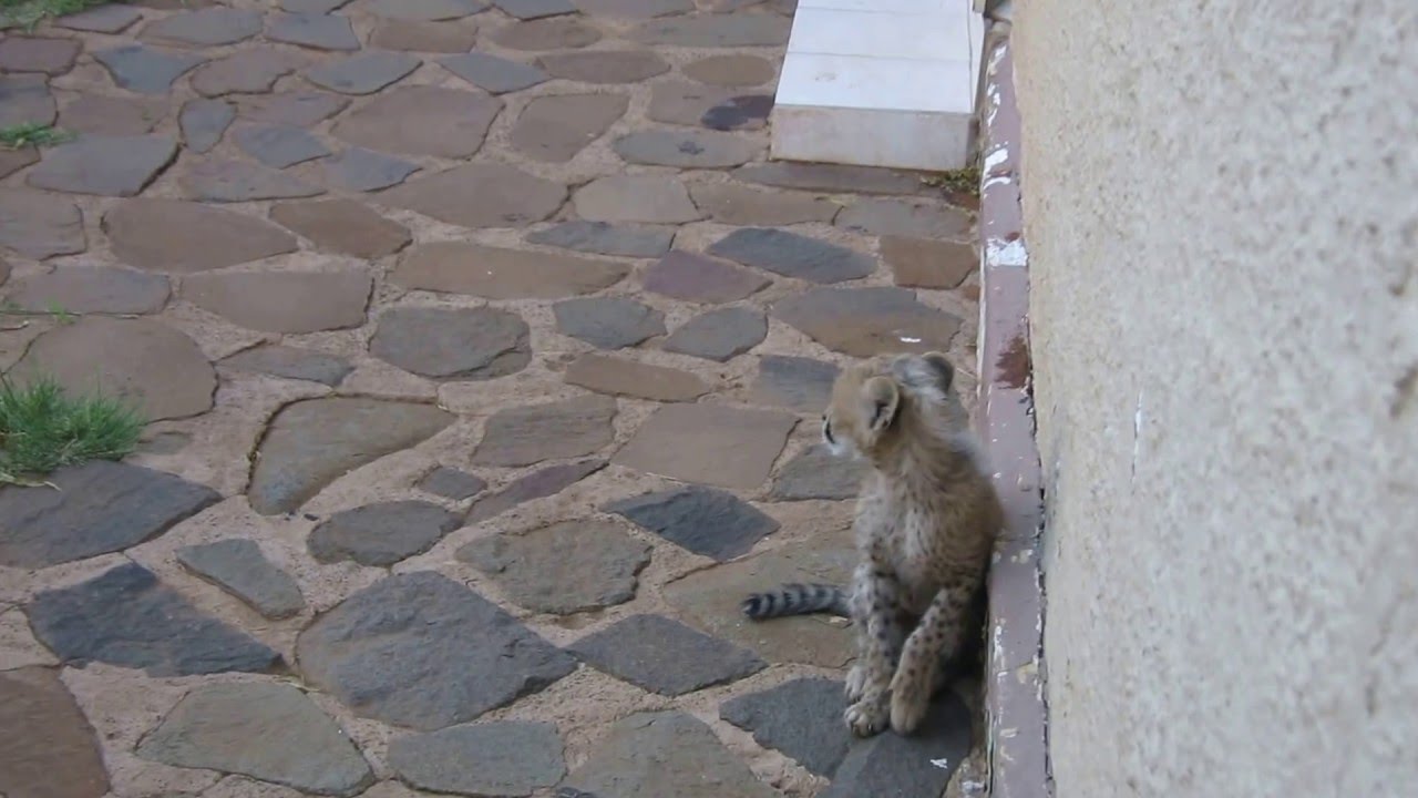 Beautiful Cheetah Cubs Dew & Dawn