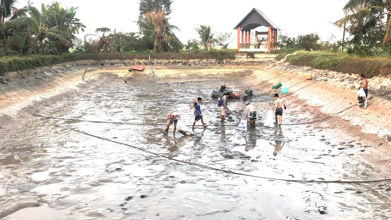 Theo chân công đoàn đi bắt cá trê vàng 